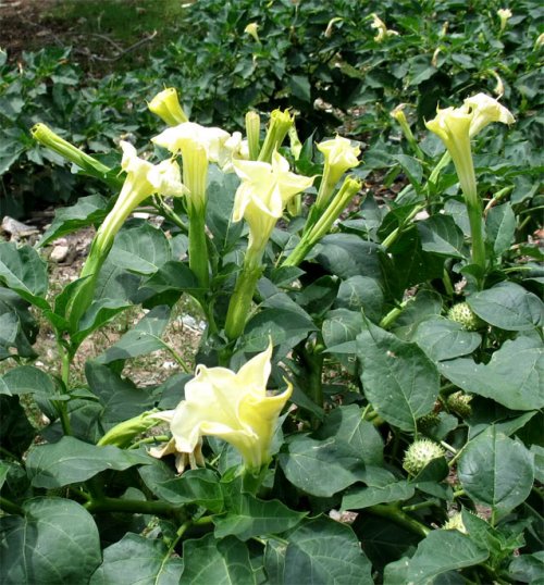 Cây cà độc dược