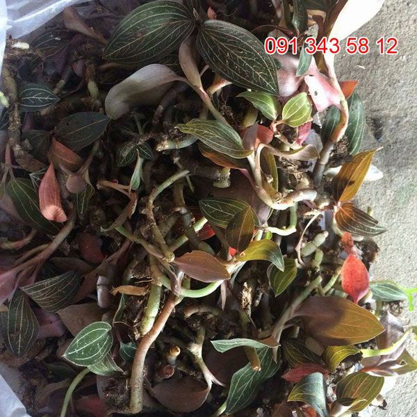 Bán lan kim tuyến rừng,lan kim tuyến