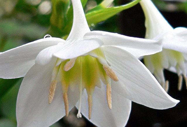 Hoa ngọc trâm,ngọc trâm,Amazon Lily,cây hoa đẹp