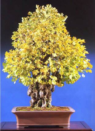 Cây bạch quả - ngân hạnh bonsai