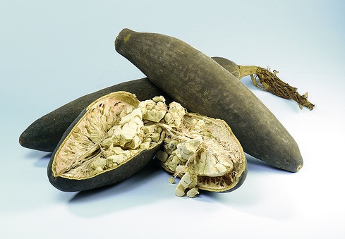 Bao báp,cây bao báp,họ gạo,boab,Bombacaceae,cây lớn nhất thế giới,bao báp châu Phi,Bao báp Madagasca,Bao báp Grandidier,Bao báp Perrier,Bao báp Suarez,Bao báp Za,Adansonia digitata,Adansonia grandidieri,Adansonia gregorii,Adansonia madagascariensis,Adansonia perrieri,Adansonia rubrostipa,Adansonia suarezensis,Adansonia za