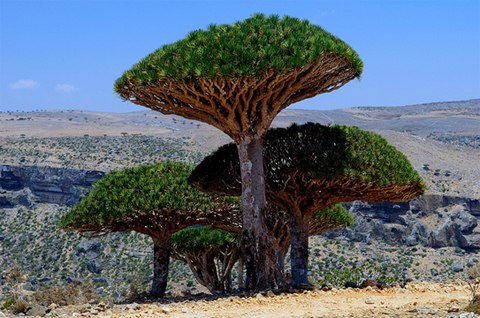 Cây máu rồng,máu rồng,cây Long Huyết,Dracaena Cinnabari,Dragon Blood Tree