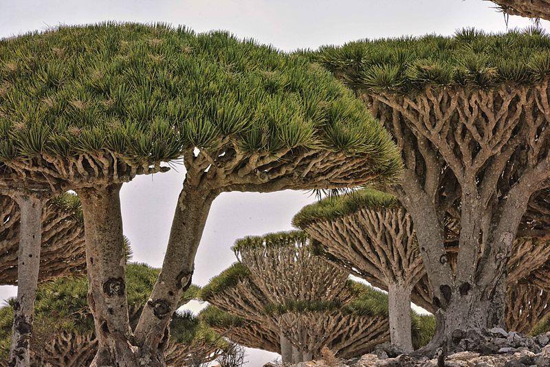 Cây máu rồng,máu rồng,cây Long Huyết,Dracaena Cinnabari,Dragon Blood Tree