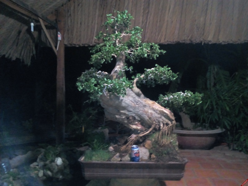 bán cây trắc,bán bộ trắc tam tài thuận buồm xuôi gió,cây cảnh,mua bán cây cảnh,hoa cảnh,sinh vật cảnh,hòn non bộ,Toàn quốc