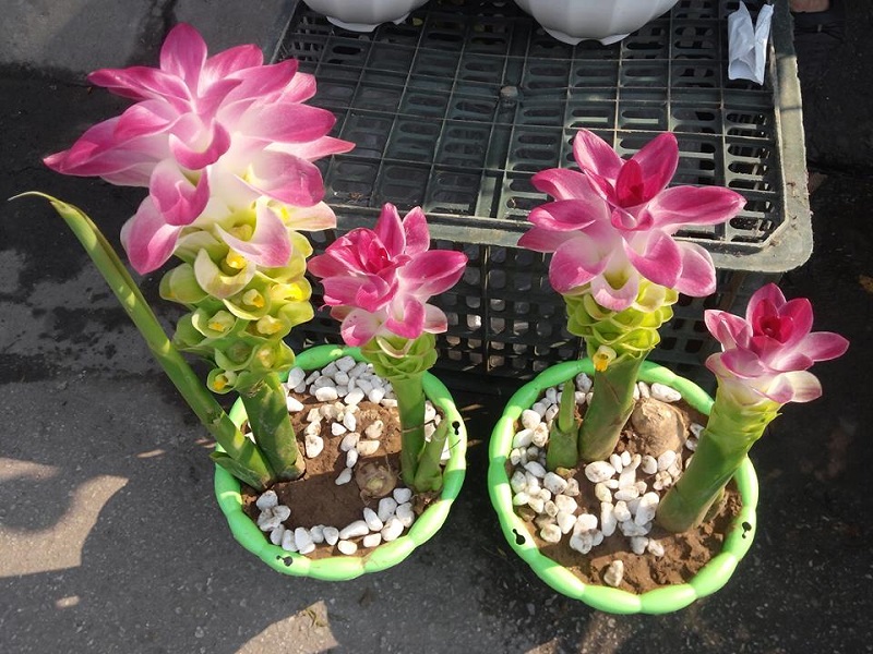 Cây nghệ,nghệ nhà,nghệ trồng,khương hoàng,Curcuma longa,họ gừng,Zingiberaceae,cây thuốc,tác dụng của củ nghệ,củ nghệ làm thuốc,củ nghệ trong ẩm thực