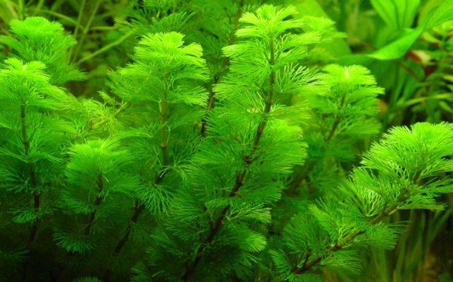 Rong lá ngò,tiềm liên,Cabomba caroliniana,cây thủy sinh