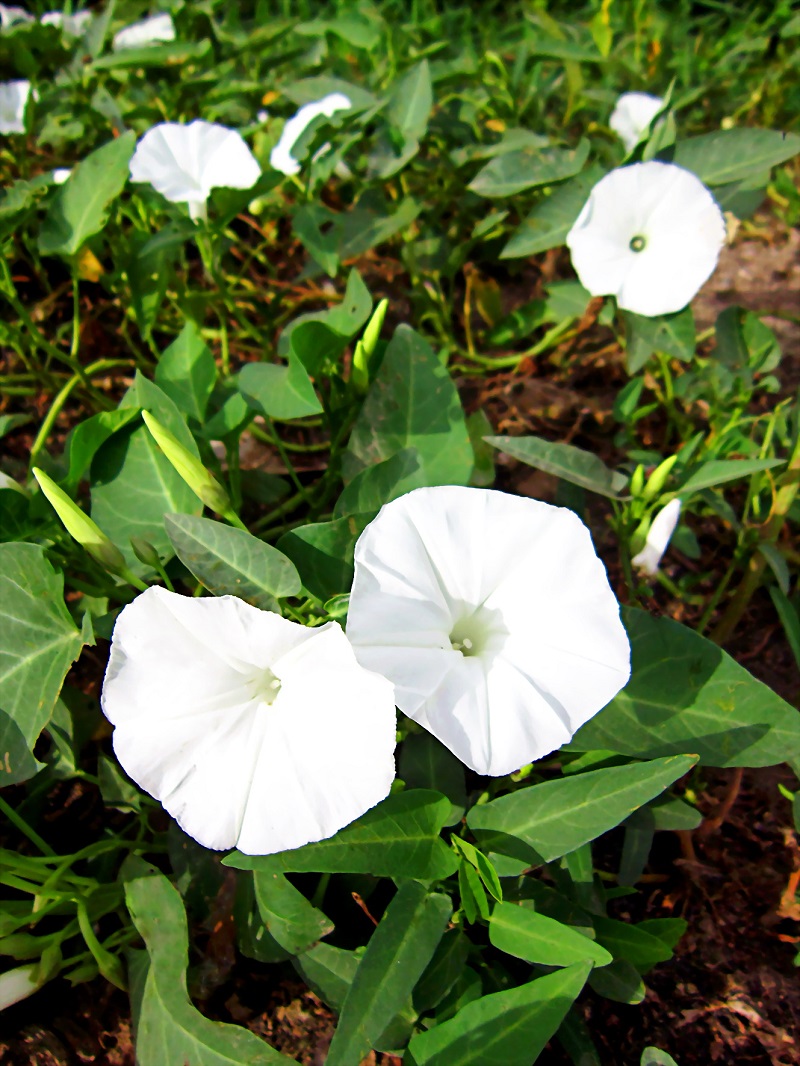 Rau muống,Ipomoea aquatica,họ bìm bìm,Convolvulaceae,cây thủy sinh,tác dụng của rau muống,trường hợp không ăn rau muống,bài thuốc từ rau muống