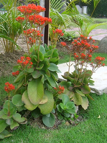 Cây lá bỏng,cây sống đời,hoa sống đời,cây thuốc bỏng,cây bỏng nổ,cây trường sinh,cây lạc địa sinh căn,Kalanchoe pinnata,Bryophyllum calycinum,Bryophyllum pinnatum,cây chữa bệnh,cây chữa bỏng