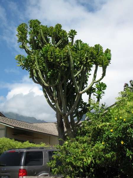 Xương rồng ngọc lân