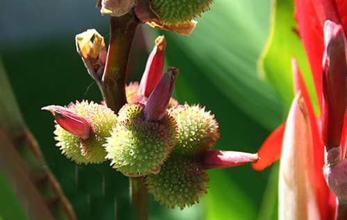 Cây dong cảnh,cây dong