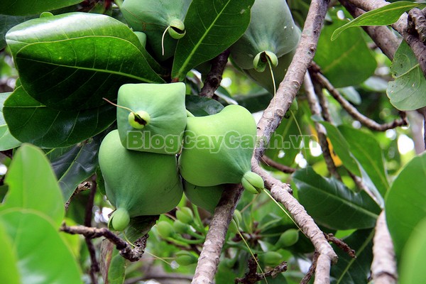 Cây Bàng Vuông,cây bàng vuông,Lecythidales, họ lộc vừng, họ Lecythidaceae, Mammea asiatica L., cây bàng trường sa, cay bang vuong, cây bàng bí, Barringtonia asiatica (L.) Kurz, cây chiếc bàng,