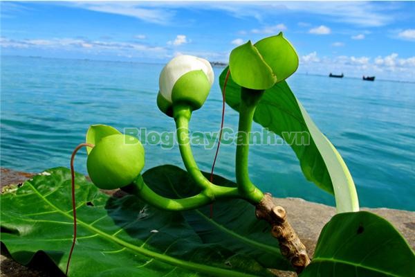 Cây Bàng Vuông,cây bàng vuông,Lecythidales, họ lộc vừng, họ Lecythidaceae, Mammea asiatica L., cây bàng trường sa, cay bang vuong, cây bàng bí, Barringtonia asiatica (L.) Kurz, cây chiếc bàng,