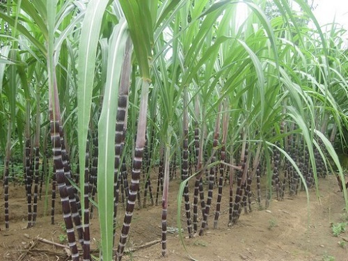 Cây mía,mía,mía đường,mía lau,Saccharum,Andropogoneae,Saccharum barberi,Saccharum bengalense,Saccharum edule,Saccharum officinarum,Saccharum sinense,họ Hòa thảo,Poaceae,tác dụng của mía,ý nghĩa của cây mía trong ngày Tết