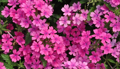 Hoa vân anh,hoa đẹp,ý nghĩa hoa vân anh