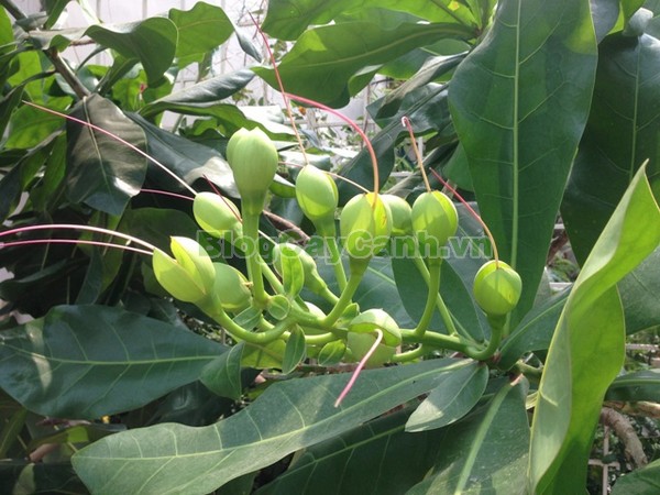 Cây Bàng Vuông,cây bàng vuông,Lecythidales, họ lộc vừng, họ Lecythidaceae, Mammea asiatica L., cây bàng trường sa, cay bang vuong, cây bàng bí, Barringtonia asiatica (L.) Kurz, cây chiếc bàng,