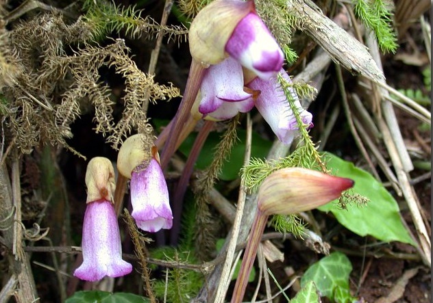 lệ dương,cây tai đất ấn,cây tai đất,cây dã cô,dã cô,họ lệ dương,họ cỏ chổi,Orobanchaceae,tác dụng của cây tài đất