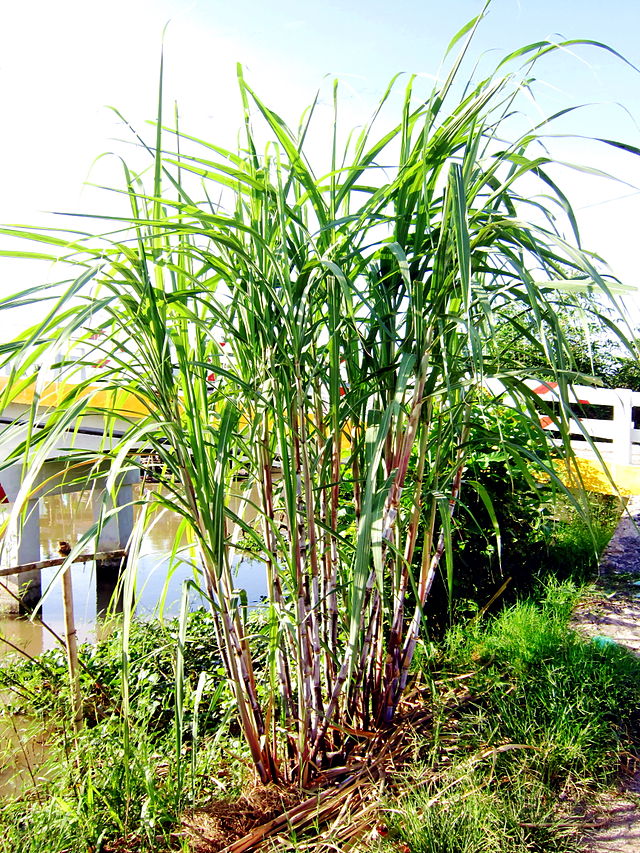 Cây mía,mía,mía đường,mía lau,Saccharum,Andropogoneae,Saccharum barberi,Saccharum bengalense,Saccharum edule,Saccharum officinarum,Saccharum sinense,họ Hòa thảo,Poaceae,tác dụng của mía,ý nghĩa của cây mía trong ngày Tết