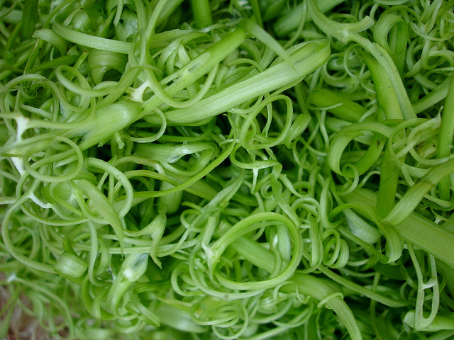 Rau muống,Ipomoea aquatica,họ bìm bìm,Convolvulaceae,cây thủy sinh,tác dụng của rau muống,trường hợp không ăn rau muống,bài thuốc từ rau muống