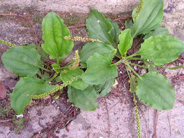 Mã đề,xa tiền, xa tiền thảo