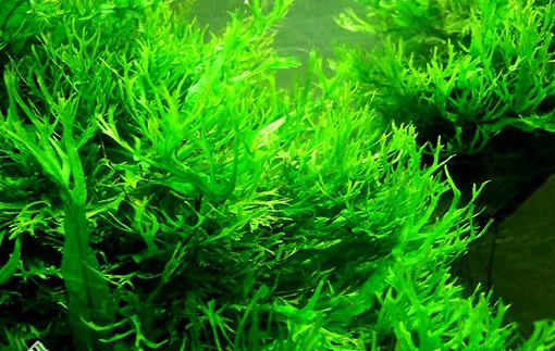 Dương xỉ sừng hươu,cây thủy sinh,cây dương xỉ,microsorum pteropus windelov