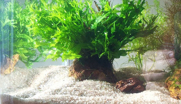 Dương xỉ sừng hươu,cây thủy sinh,cây dương xỉ,microsorum pteropus windelov