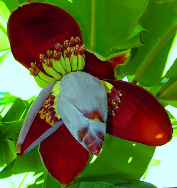 Cây chuối,Cây chuối,chuối,chuối lùn,chuối tiêu,chuối tiêu lùn,chuối goòng,chuối mật,chuối ngự,chuối sáp,chuối trăm nải,chuối dại,chuối rừng,chuối xiêm,chuối cơm lửa,chuối cau lửa,chuối trứng,chuối tây,chuối chà,chuối xiêm mật,chuối mít,chuối bột,chuối gạo,chuối cảnh,banana,musa,các loài chuối,các giống chuối,kỹ thuật trồng chuối,chuối hột,tác dụng chữa bệnh của chuối hột,musaceae