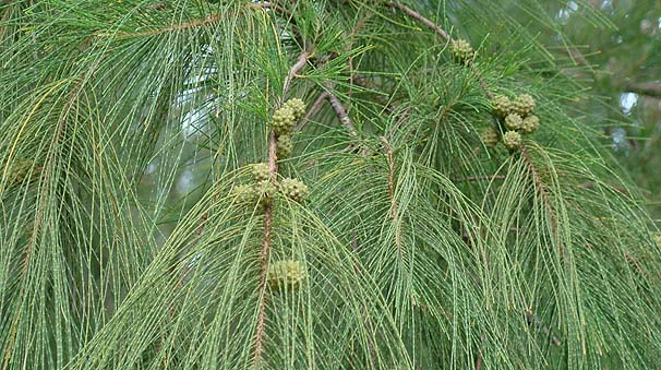 Lá và quả Phi Lao