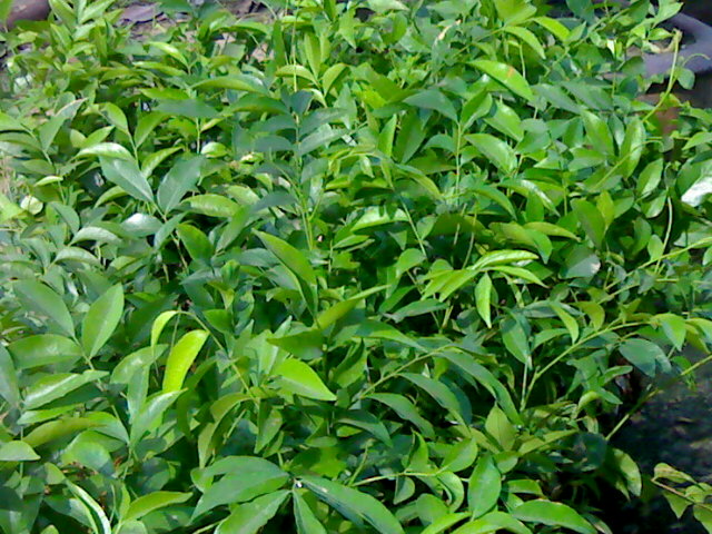 Mắc mật,cây mắc mật,hồng bì núi,củ khỉ, dương tùng,Clausena indica