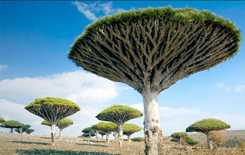 Cây máu rồng,máu rồng,cây Long Huyết,Dracaena Cinnabari,Dragon Blood Tree