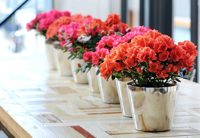 Hoa đỗ quyên,đỗ quyên,cây đỗ quyên,đỗ quyên bonsai,cây đỗ quyên bonsai,cây ngày Tết,hoa ngày Tết,Rhododendron,họ thạch nam,Ericaceae