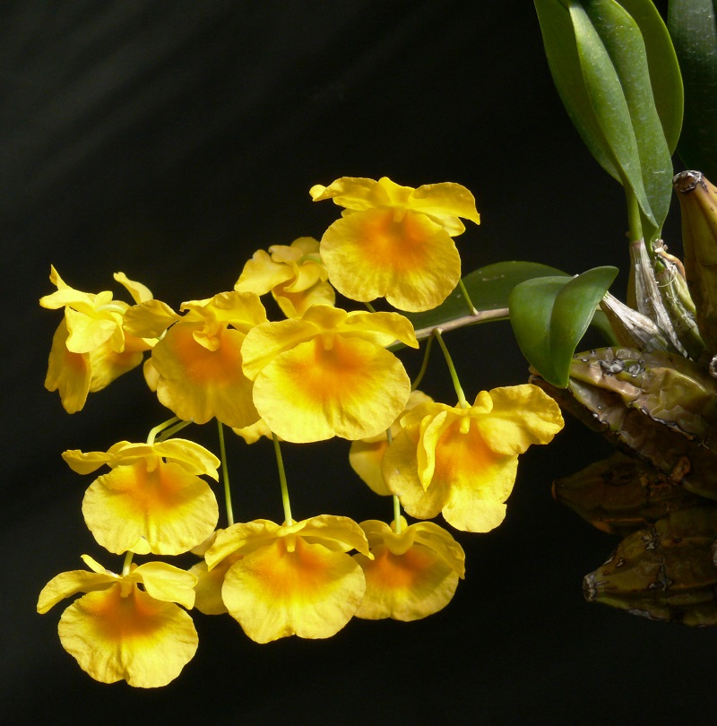 Lan vảy rồng,lan vảy rắn,lan vảy cá,tụ thạch hộc,Dendrobium lindleyi,Dendrobium aggregatum (nom. illeg.),lan hoàng thảo,hoa lan,phong lan