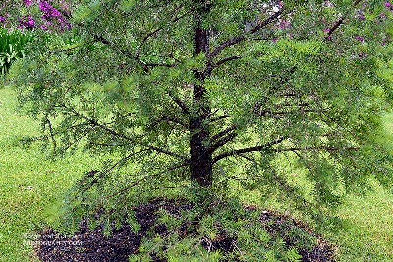 Du sam,du sam đá vôi,ngô tùng,thông dầu,tô hạp đá vôi,mạy kinh,keteleeria davidiana