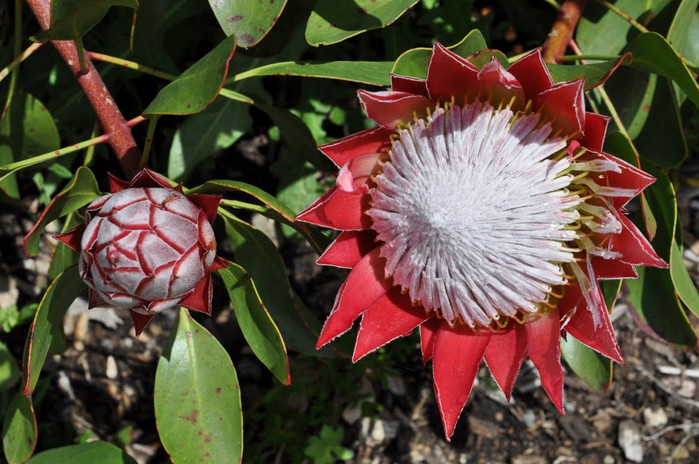 Hoa protea,king protea,quốc hoa Nam Phi,Honeypot,hoa bình mật,King Sugar Bush,Đường thảo Hoàng đế