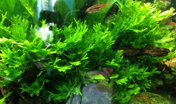 Dương xỉ sừng hươu,cây thủy sinh,cây dương xỉ,microsorum pteropus windelov