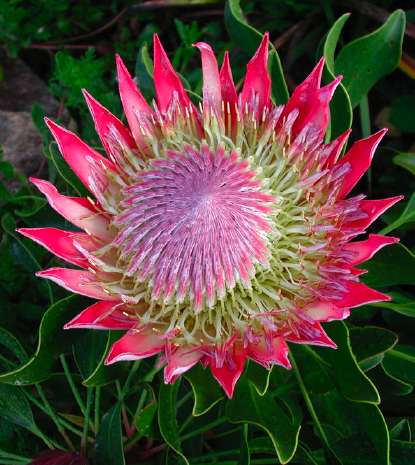 Hoa protea,king protea,quốc hoa Nam Phi,Honeypot,hoa bình mật,King Sugar Bush,Đường thảo Hoàng đế