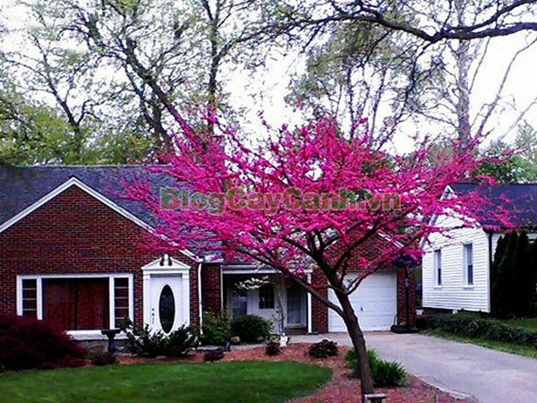 Cây Hoa Hạnh Phúc,cây hoa hạnh phúc, hình ảnh cây hoa hạnh phúc, cây hoa hạnh phúc đẹp, công dụng cây hoa hạnh phúc, cay hoa hanh phuc, cây hạnh phúc,