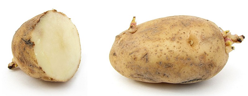 Khoai tây,củ khoai tây,hoa khoai tây,tác dụng của khoai tây,độc tính của khoai tây,trồng cây khoai tây,solanum tuberosum,potato,họ cà,solanaceae,cây lương thực,cây thực phẩm