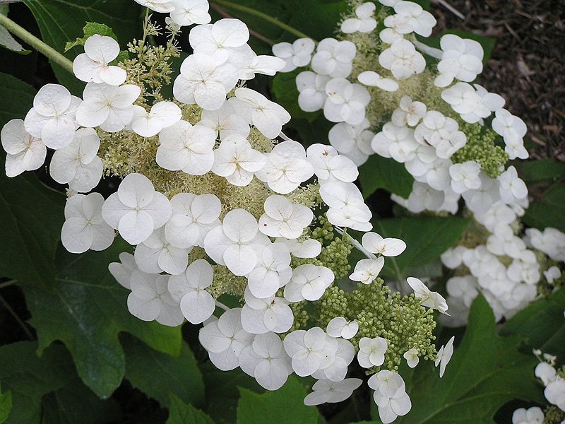 Cẩm tú cầu lá sồi,cam tu cau la soi,hoa cẩm tú cầu,họ cẩm tú cầu,Hydrangea quercifolia