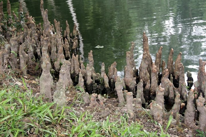 Cây bụt mọc,bụt mọc,Taxodium,Taxodium distichum,Taxodium ascendens,Taxodium mucronatum,bụt mọc ao,bụt mọc Montezuma