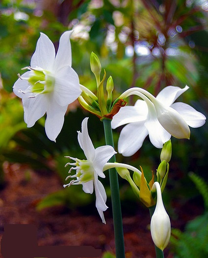 Hoa ngọc trâm,ngọc trâm,Amazon Lily,cây hoa đẹp