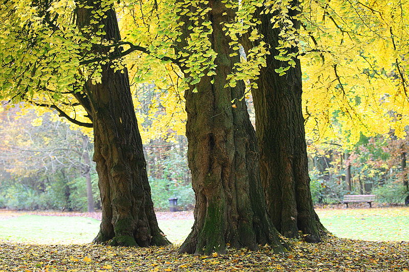 Ginkgo biloba trong công viên Morlanwelz-Mariemont, Bỉ.