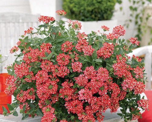 Hoa vân anh,hoa đẹp,ý nghĩa hoa vân anh