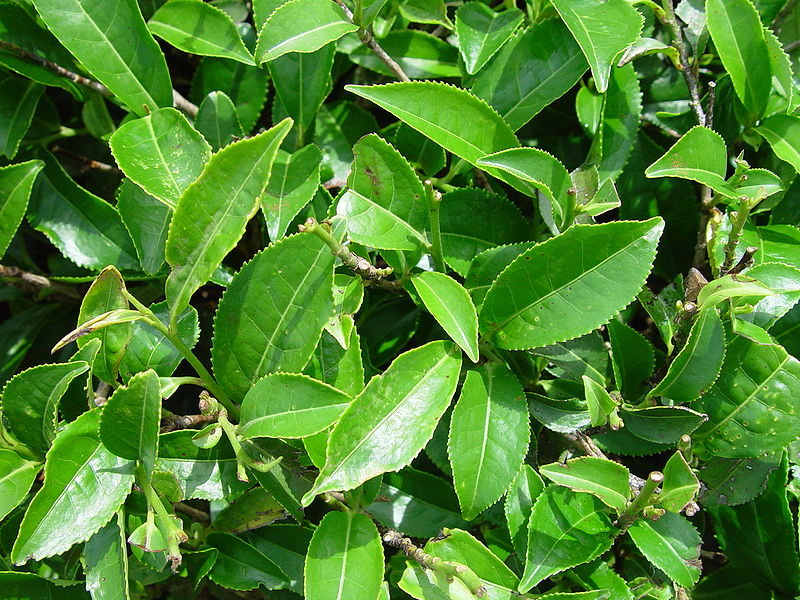 Cây trà,cây chè,Camellia sinensis,trà xanh,trà ô long,trà đen,chè Thái Nguyên,chè Phú Thọ,chè Hòa Bình,chè Tân Cương Thái Nguyên