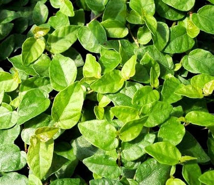 Cây Thằn Lằn ( Vảy ốc )