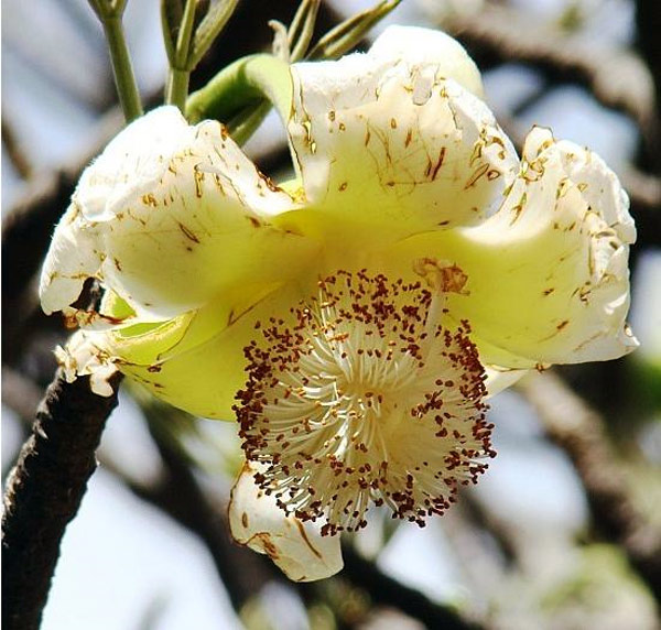Bao báp,cây bao báp,họ gạo,boab,Bombacaceae,cây lớn nhất thế giới,bao báp châu Phi,Bao báp Madagasca,Bao báp Grandidier,Bao báp Perrier,Bao báp Suarez,Bao báp Za,Adansonia digitata,Adansonia grandidieri,Adansonia gregorii,Adansonia madagascariensis,Adansonia perrieri,Adansonia rubrostipa,Adansonia suarezensis,Adansonia za