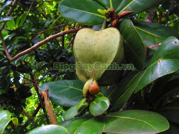 Cây Bàng Vuông,cây bàng vuông,Lecythidales, họ lộc vừng, họ Lecythidaceae, Mammea asiatica L., cây bàng trường sa, cay bang vuong, cây bàng bí, Barringtonia asiatica (L.) Kurz, cây chiếc bàng,