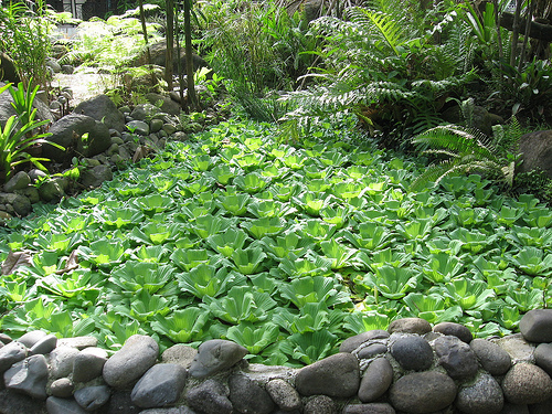 Bèo cái,Pistia stratiotes
