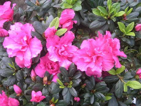 Hoa đỗ quyên,đỗ quyên,cây đỗ quyên,đỗ quyên bonsai,cây đỗ quyên bonsai,cây ngày Tết,hoa ngày Tết,Rhododendron,họ thạch nam,Ericaceae