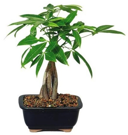 Kim ngân,cây kim ngân,cây bím tóc,Pachira aquatica,Money tree,cây may mắn,Malvaceae,cây phong thủy,cây nội thất,cây ngày Tết