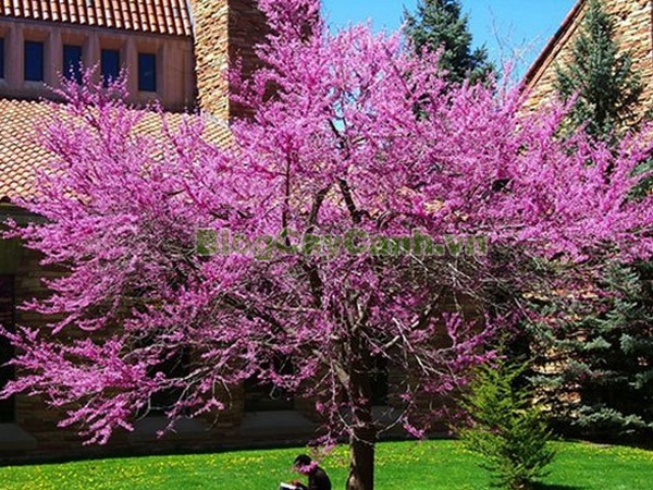 Cây Hoa Hạnh Phúc,cây hoa hạnh phúc, hình ảnh cây hoa hạnh phúc, cây hoa hạnh phúc đẹp, công dụng cây hoa hạnh phúc, cay hoa hanh phuc, cây hạnh phúc,